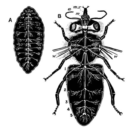 This illustration represents Bee Nervous System, vintage line drawing or engraving illustration.のイラスト素材
