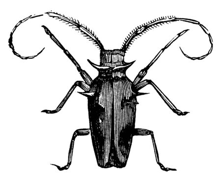 Capricorn Beetle which is generally distinguished by the great length of their entennae, vintage line drawing or engraving illustration.のイラスト素材