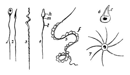 Immature and mature spermatozoa of snail, vintage line drawing or engraving illustration.のイラスト素材