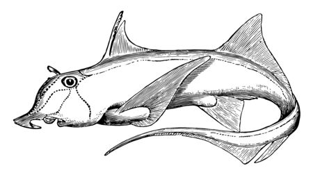 Elephantfish is a species of fish in the Chimaeriformes order of chimaeras, vintage line drawing or engraving illustration.のイラスト素材