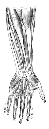 This diagram represents Tendons of the Arm and Â tendons reach only to the wrist, vintage line drawing or engraving illustration.のイラスト素材