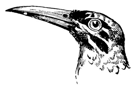 This image represents Head of a Great Jacamar, vintage line drawing or engraving illustration.のイラスト素材