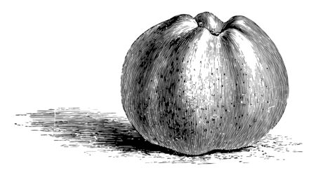 In this image the Calville Blanche Apple is best used for desserts. This apple is one of the larger varieties, vintage line drawing or engraving illustration.のイラスト素材