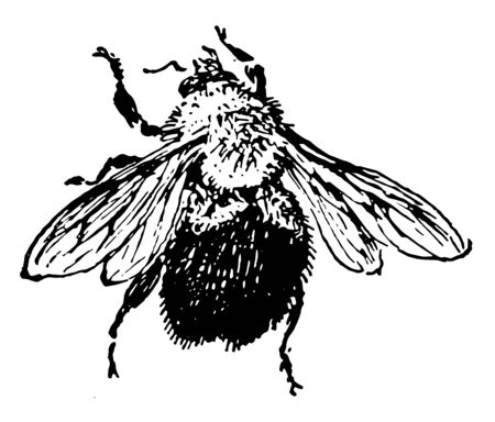 B Virginicus which is Bombus virginicus, vintage line drawing or engraving illustration.のイラスト素材