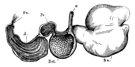 Stomach of a Sheep has four parts are the rumen reticulum omasum and abomasum, vintage line drawing or engraving illustration.のイラスト素材