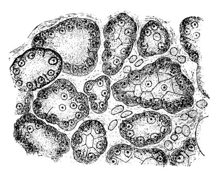 From the section through a mucous gland after prolonged electrical stimulation, vintage line drawing or engraving illustration.のイラスト素材