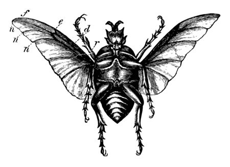 Large Beetle in which they bear a very marked resemblance, vintage line drawing or engraving illustration.のイラスト素材
