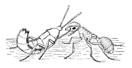 Ant Guest soliciting food from a worker Myrmica, vintage line drawing or engraving illustration.のイラスト素材