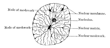 The nucleus when in a condition of rest is bounded by a distinct membrane, vintage line drawing or engraving illustration.のイラスト素材