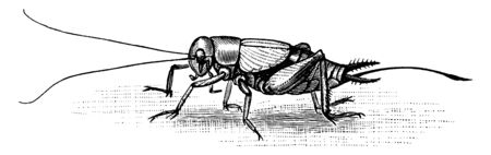 Cricket of the family Gryllidae, vintage line drawing or engraving illustration.のイラスト素材
