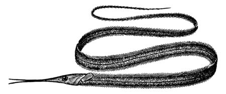 Snipe Eel is a deep water fish of the Atlantic, vintage line drawing or engraving illustration.のイラスト素材