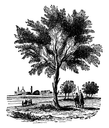 This frame has a big almond tree. And there are two people below him. And the city is seen behind that tree, vintage line drawing or engraving illustration.のイラスト素材