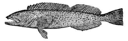 Cultus Cod reaches a length of 3 to 4 feet, vintage line drawing or engraving illustration.のイラスト素材