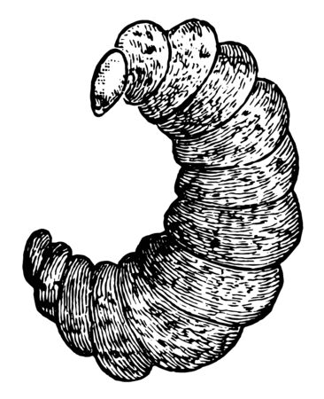Parasite Wasp Larva which is a species of parasitoid wasps, vintage line drawing or engraving illustration.のイラスト素材