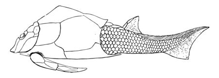 This image represents Pterichthys Milleri, vintage line drawing or engraving illustration.のイラスト素材