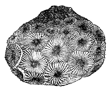 Cyathophyllum hexagonum which is prehistoric hexacoral, vintage line drawing or engraving illustration.のイラスト素材