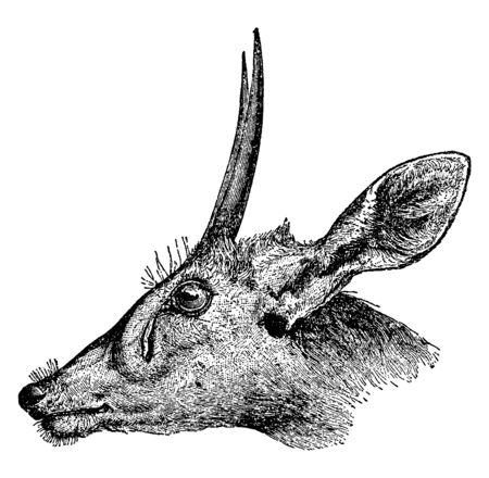 Bush Buck is a relative of the South African antelope, vintage line drawing or engraving illustration.のイラスト素材