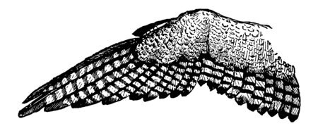 Wing of an Eagle which is the more rapidly does it propel itself through the air, vintage line drawing or engraving illustration.のイラスト素材