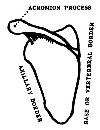 This illustration represents Back View of Scapula, vintage line drawing or engraving illustration.のイラスト素材