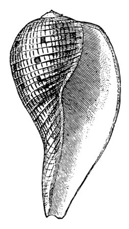 Fig Shell is a sea snail in the Ficidae family, vintage line drawing or engraving illustration.のイラスト素材