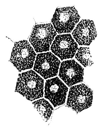 This illustration represents Pigment Epithelium of Retina, vintage line drawing or engraving illustration.のイラスト素材