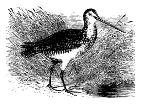 English Snipe is a small stocky wader native to the Old World, vintage line drawing or engraving illustration.のイラスト素材