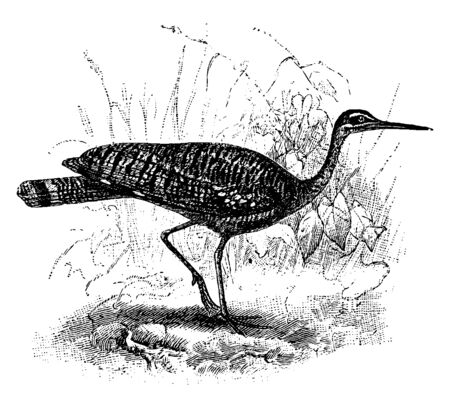 Sunbittern in Swamp is a bird native to the tropical regions of America, vintage line drawing or engraving illustration.のイラスト素材