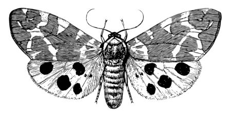 Garden Tiger Moth is a moth of the family Erebidae, vintage line drawing or engraving illustration.のイラスト素材