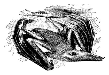 Flying Fox of the genus Pteropus belonging to the megabat suborder Megachiroptera are the largest bats in the world, vintage line drawing or engraving illustration.のイラスト素材