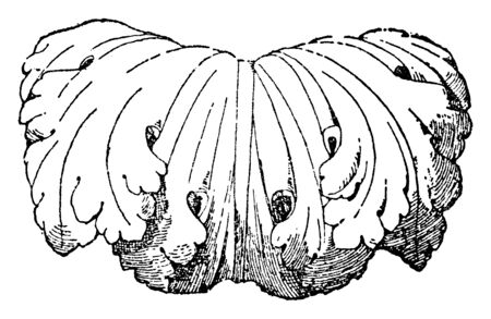 Overlap of Leaf is a Roman candelabrum design, vintage line drawing or engraving illustration.のイラスト素材