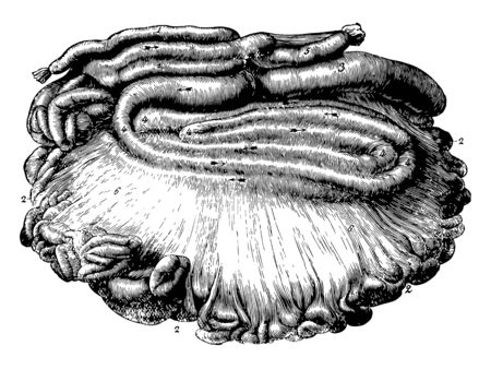 Various labels of Intestines of an Ox, vintage line drawing or engraving illustration.のイラスト素材