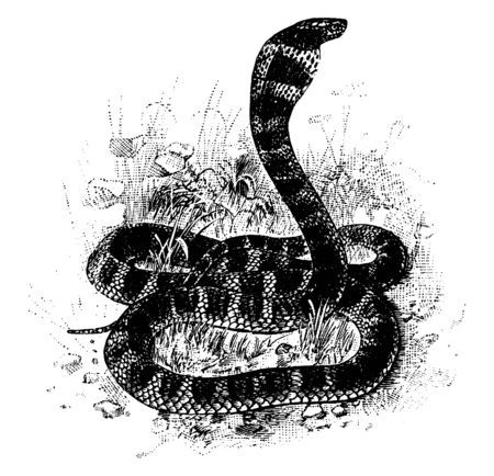 In this image the King Cobra is sitting on green grasses, vintage line drawing or engraving...