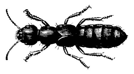 Devil Coach Horse can be beneficial to gardens, vintage line drawing or engraving illustration.のイラスト素材