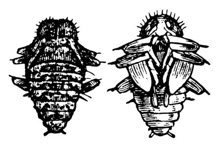 Fungus Beetle Pupa which is belong to the family Erotylidae, vintage line drawing or engraving illustration.のイラスト素材