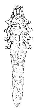 Follicle Mite are also known as Demodex folliculorum and Demodex brevis. They generally cause no disease. they neither bite nor feed on blood, vintage line drawing or engraving illustration.のイラスト素材