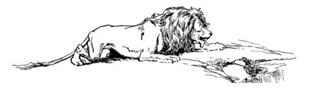 A thirsty lion slowly bringing himself to drink some water, vintage line drawing or engraving illustrationのイラスト素材