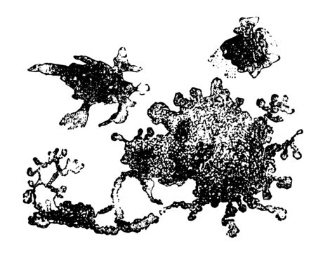 Flat  branched connective tissue cells from the sheath of a large blood vessel of a frog's mesentery, vintage line drawing or engraving illustration.のイラスト素材