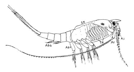 Nebalia is a large genus of small crustaceans, vintage line drawing or engraving illustration.のイラスト素材
