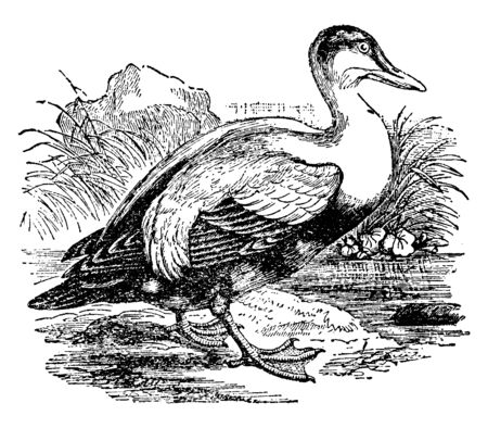 Eider Duck is a large sea duck, vintage line drawing or engraving illustration.のイラスト素材