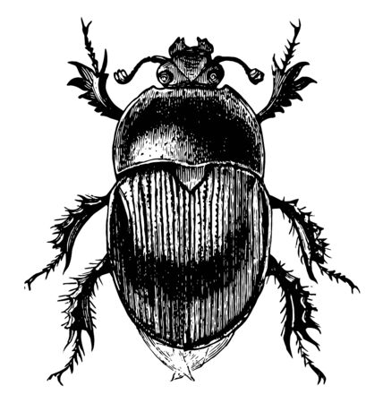 Drone Beetle typical of the family Geotrypidae, vintage line drawing or engraving illustration.のイラスト素材