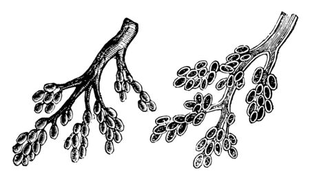 This illustration represents Bronchial Tubes Terminating in Air Vesicles, vintage line drawing or engraving illustration.のイラスト素材