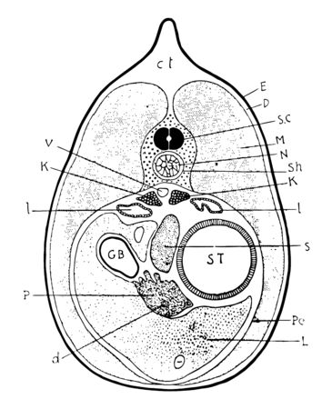 Newts like all other amphibians start life off as larva comparable but not the same as tadpoles, vintage line drawing or engraving illustration.のイラスト素材