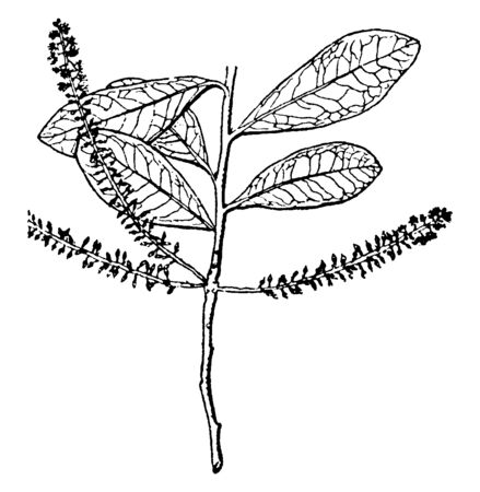 A flowering plant with big leaves, vintage line drawing or engraving illustration.のイラスト素材