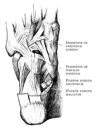 This illustration represents Muscles in the Sole of the Foot, vintage line drawing or engraving illustration.のイラスト素材