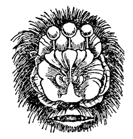 The Head of Flower Nosed Bat is one of the group of wing handed flying mammals, vintage line drawing or engraving illustration.のイラスト素材