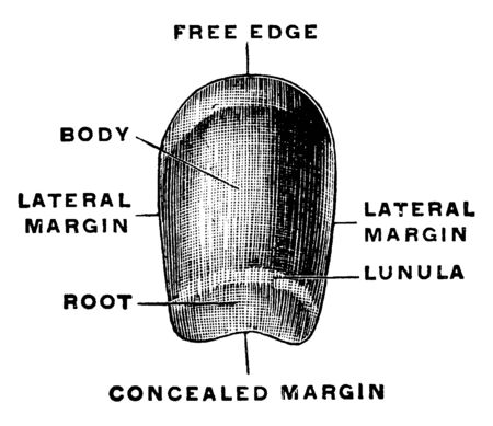 This illustration represents Fingernail, vintage line drawing or engraving illustration.のイラスト素材
