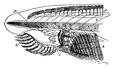 Brachiostoma is one of the few living genera of lancelets, vintage line drawing or engraving illustration.のイラスト素材