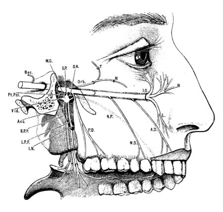This illustration represents Superior Maxillary Nerve, vintage line drawing or engraving illustration.のイラスト素材