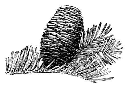 Cone of a fir tree, vintage line drawing or engraving illustration.のイラスト素材
