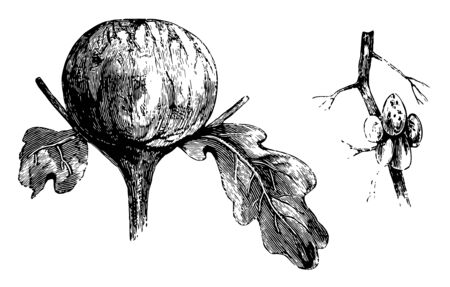 Oak Galls are structures budded out from stems, vintage line drawing or engraving illustration.のイラスト素材